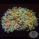 Euphyllia paraglabrescens „Gold Widow“ WYSIWYG