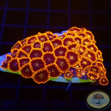 Krustenanemonen „Rainbow Hornet“ WYSIWYG