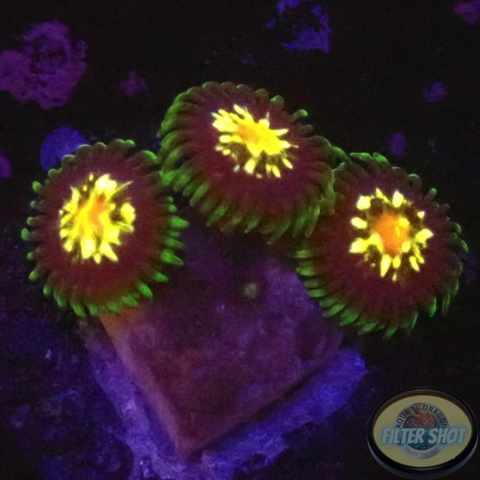 Krustenanemonen „Stargazer“