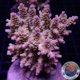 Acropora tenuis „Walt Disney“ WYSIWYG