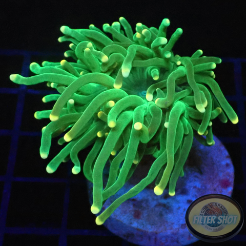 Euphyllia glabrescens „Ye-Yo“ WYSIWYG