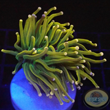 Euphyllia glabrescens „Gold Tip Rapunzel“ WYSIWYG