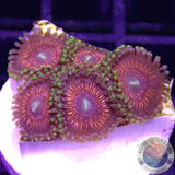 Krustenanemonen „God of War“