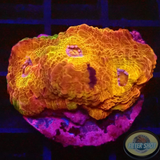 Echinophyllia spp. „Pink Kiss“ WYSIWYG „AD Special“