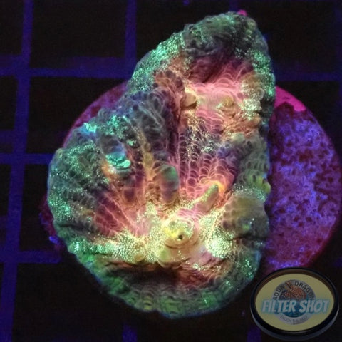 Mycedium spp. „Rainbow Galaxy“ 🌈 WYSIWYG