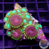 Krustenanemonen „Radioactive Chili“ WYSIWYG