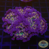 Euphyllia baliensis „Voodoo“ WYSIWYG „AD Special“