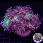 Duncanopsammia axifuga „Daisy“ WYSIWYG