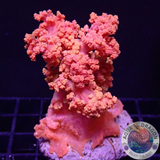 Dendronephthya spp. „Pink Tree“ WYSIWYG „AD Special“