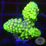Acropora humilis „Sour Jo“ WYSIWYG