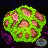 Favia spp. „Raptor Peace“ WYSIWYG „AD Special“