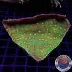 Echinophyllia spp. „Space Invader“ WYSIWYG