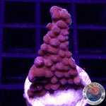 Montipora palawanensis “Flaming Phoenix” WYSIWYG