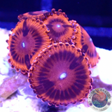 Krustenanemonen „VDM“ WYSIWYG