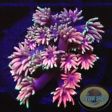 Goniopora spp. „Her Majesty“