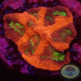 Favia spp. „Dragon Inferno“ WYSIWYG „AD Special“