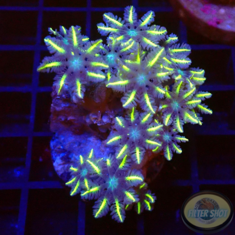 Clavularia viridis „⭐️“ WYSIWYG