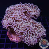 Euphyllia ancora „Golden Hammer“ WYSIWYG „AD Special“