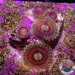 Krustenanemonen „Rainbow Incinerator“