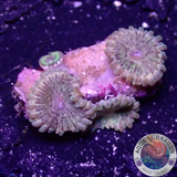 Krustenanemonen „Meteor Dust“ WYSIWYG „AD Special“