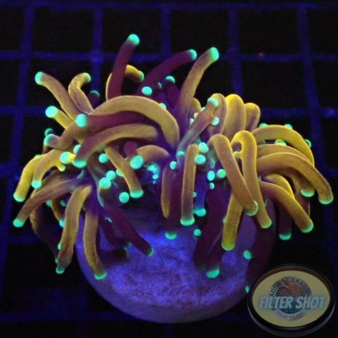 Euphyllia glabrescens „Tiger“ WYSIWYG