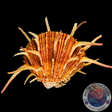 Spondylus spp. „Stachelauster“