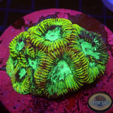 Favia spp. „Ocean Tiger“ WYSIWYG „AD Special“