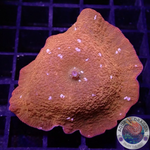 Discosoma spp. “Disco Dotty” AD Special