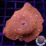 Discosoma spp. “Disco Dotty” AD Special