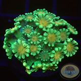 Alveopora spp. „Orange Heart“ AD Special