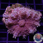 Ricordea yuma “Deep Purple” WYSIWYG “AD Special”