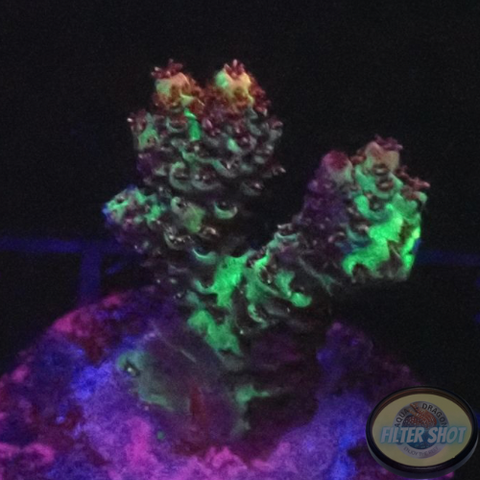 Acropora spp. „Blossom“ WYSIWYG