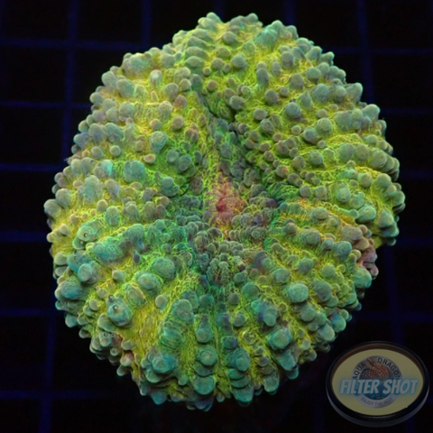 Lobophyllia spp. „Posh“ WYSIWYG „AD Special“