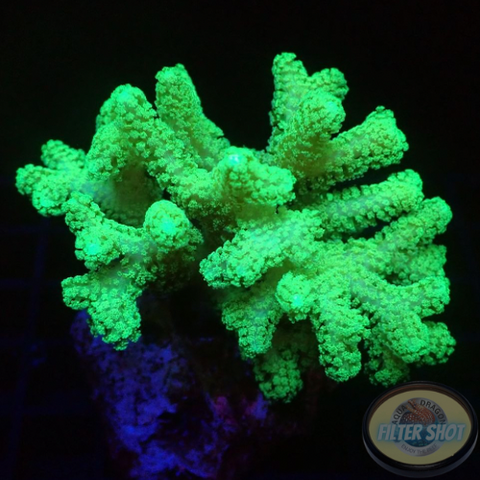 Seriatopora caliendrum „Toxic Bird Nest“ WYSIWYG