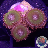 Krustenanemonen „Pink Krakatoa“ WYSIWYG