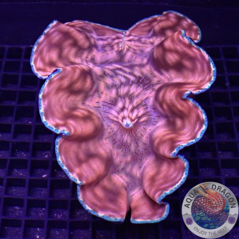 Tridacna derasa WYSIWYG