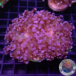 Euphyllia paradivisa “Grafted” WYSIWYG “AD Special”