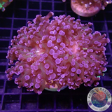 Euphyllia paradivisa “Grafted” WYSIWYG “AD Special”