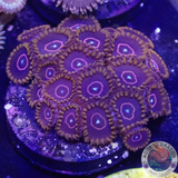 Krustenanemonen „Red Hornet“