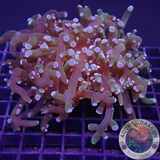 Euphyllia yaeyamaensis „Y. Heart Frog“