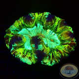 Trachyphyllia spp. „Caramba“ WYSIWYG