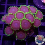 Krustenanemonen „Joker“