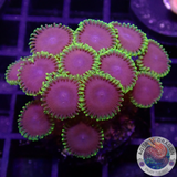 Krustenanemonen „Joker“