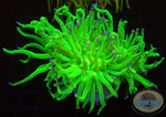 Euphyllia glabrescens „She Hulk“ WYSIWYG