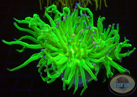 Euphyllia glabrescens „She Hulk“ WYSIWYG