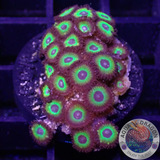 Krustenanemonen „Brazil“ 🇧🇷 WYSIWYG