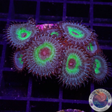 Krustenanemonen „Mind Blowing“