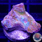 Echinophyllia spp. „Katar Orenji“ WYSIWYG „AD Special“