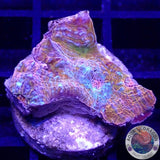 Echinophyllia spp. „Katar Orenji“ WYSIWYG „AD Special“