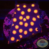 Cyphastrea spp. „Bizzaro“